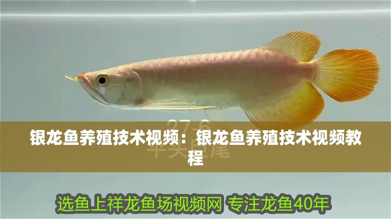 銀龍魚養殖技術視頻：銀龍魚養殖技術視頻教程