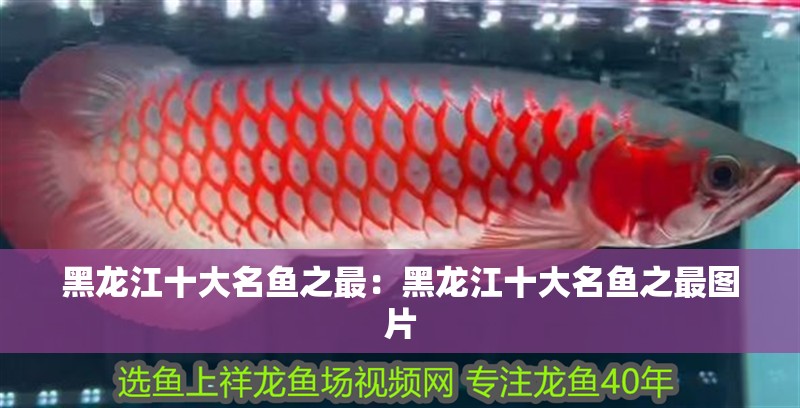 黑龍江十大名魚之最：黑龍江十大名魚之最圖片