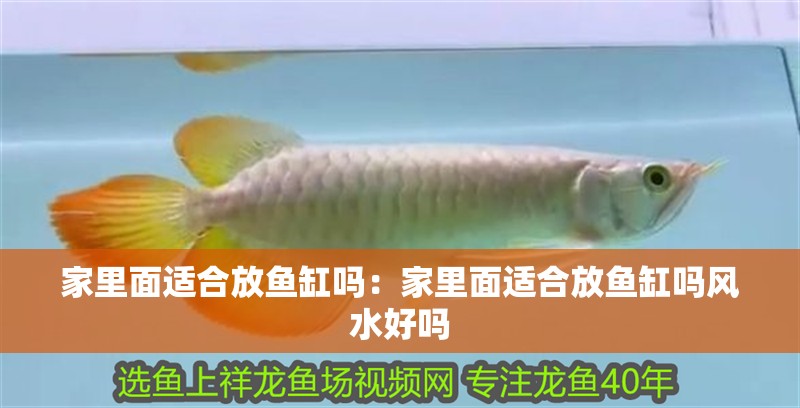 家里面適合放魚缸嗎：家里面適合放魚缸嗎風(fēng)水好嗎