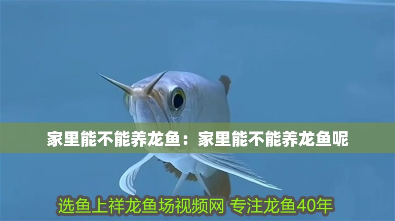 家里能不能養龍魚：家里能不能養龍魚呢