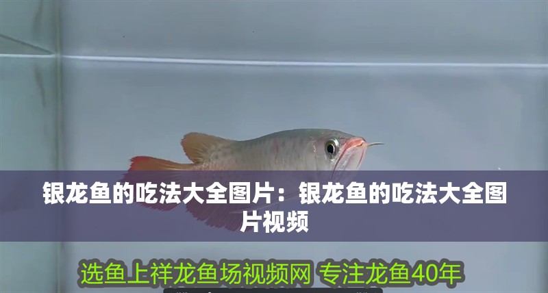 銀龍魚的吃法大全圖片：銀龍魚的吃法大全圖片視頻