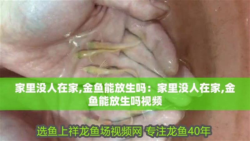 家里沒人在家,金魚能放生嗎：家里沒人在家,金魚能放生嗎視頻