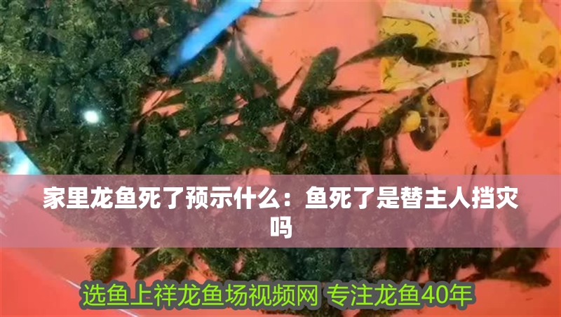 家里龍魚死了預示什么：魚死了是替主人擋災嗎