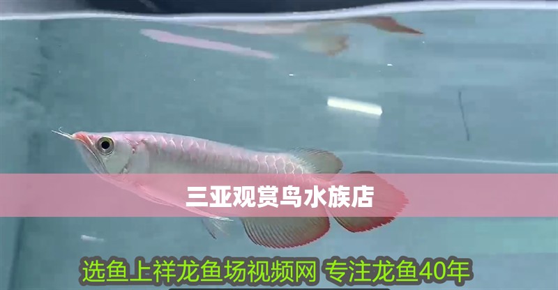 三亞觀賞鳥水族店 全國水族館企業名錄 第2張 三亞觀賞鳥水族店 三亞觀賞鳥水族店 全國水族館企業名錄 第2張