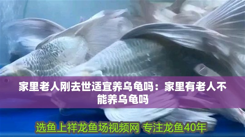 家里老人剛去世適宜養烏龜嗎：家里有老人不能養烏龜嗎