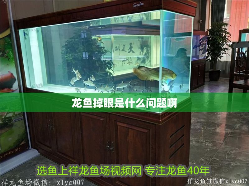 龍魚掉眼是什么問題啊 龍魚掉眼是什么問題啊 龍魚百科 第2張