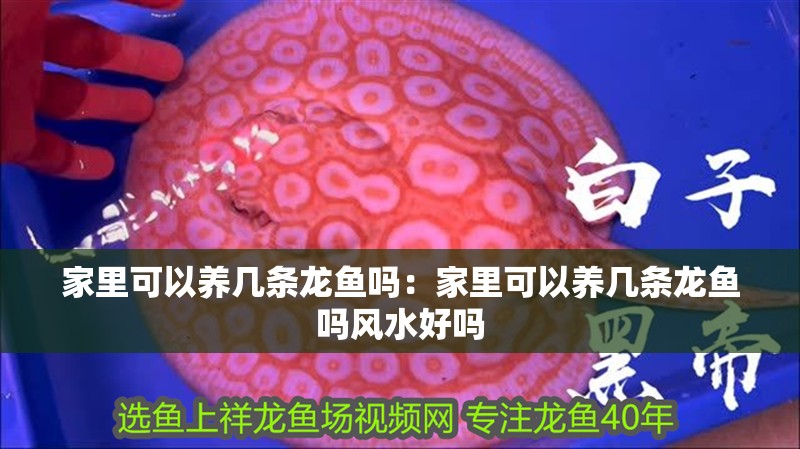家里可以養幾條龍魚嗎：家里可以養幾條龍魚嗎風水好嗎