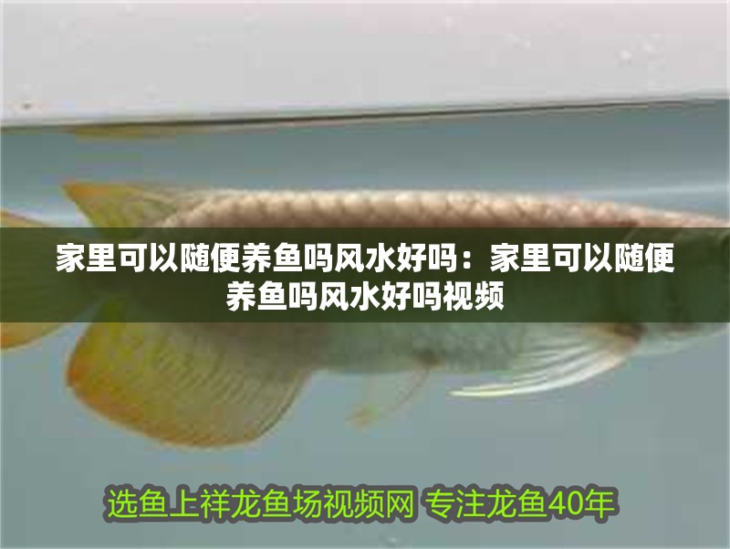 家里可以隨便養魚嗎風水好嗎：家里可以隨便養魚嗎風水好嗎視頻