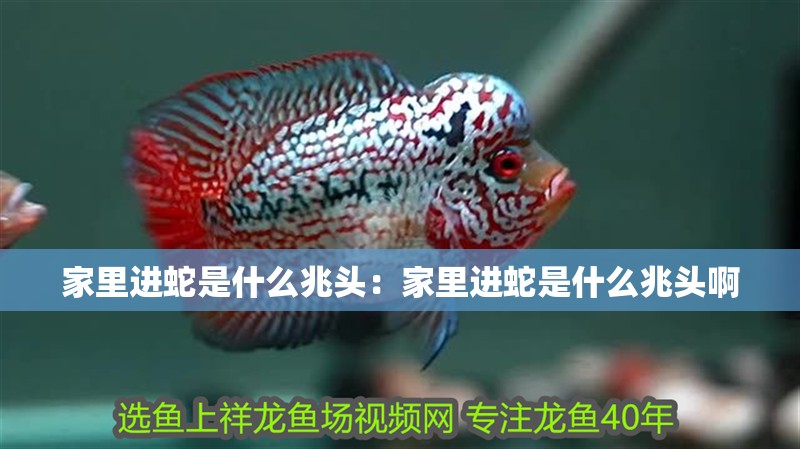 家里進蛇是什么兆頭:家里進蛇是什么兆頭啊 龍魚百科 第1張 家里進蛇是什么兆頭:家里進蛇是什么兆頭啊 家里進蛇是什么兆頭:家里進蛇是什么兆頭啊 龍魚百科 第1張