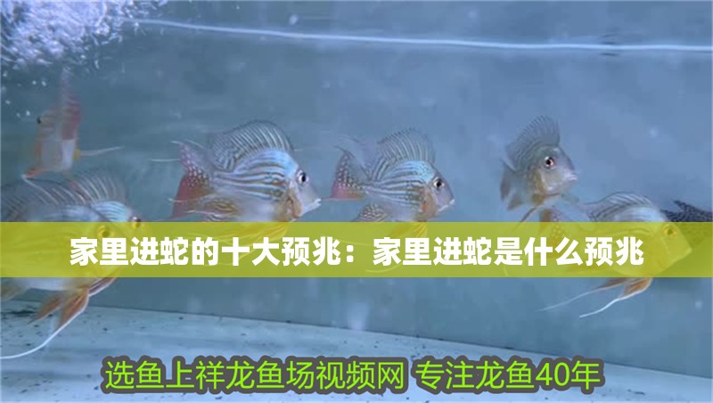 家里進蛇的十大預兆：家里進蛇是什么預兆