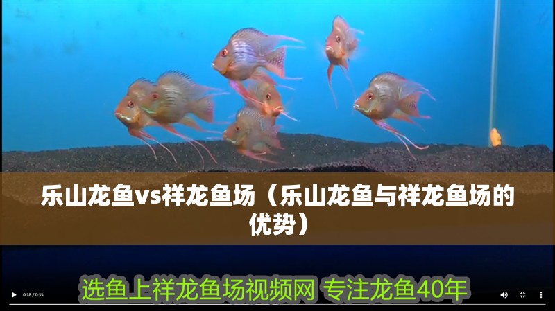 樂山龍魚vs祥龍魚場（樂山龍魚與祥龍魚場的優勢） 樂山龍魚vs祥龍魚場（樂山龍魚與祥龍魚場的優勢） 全國水族館企業名錄 第1張