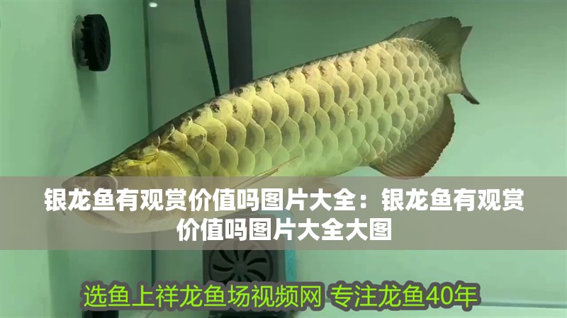 銀龍魚有觀賞價值嗎圖片大全：銀龍魚有觀賞價值嗎圖片大全大圖 銀龍魚有觀賞價值嗎圖片大全：銀龍魚有觀賞價值嗎圖片大全大圖 水族問答