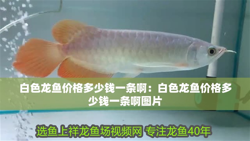 白色龍魚價格多少錢一條啊：白色龍魚價格多少錢一條啊圖片