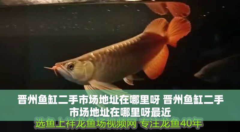 晉州魚缸二手市場地址在哪里呀 晉州魚缸二手市場地址在哪里呀最近