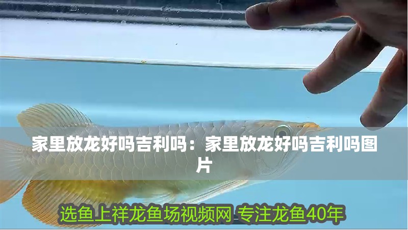 家里放龍好嗎吉利嗎:家里放龍好嗎吉利嗎圖片 龍魚百科 第1張 家里放龍好嗎吉利嗎:家里放龍好嗎吉利嗎圖片 家里放龍好嗎吉利嗎:家里放龍好嗎吉利嗎圖片 龍魚百科 第1張