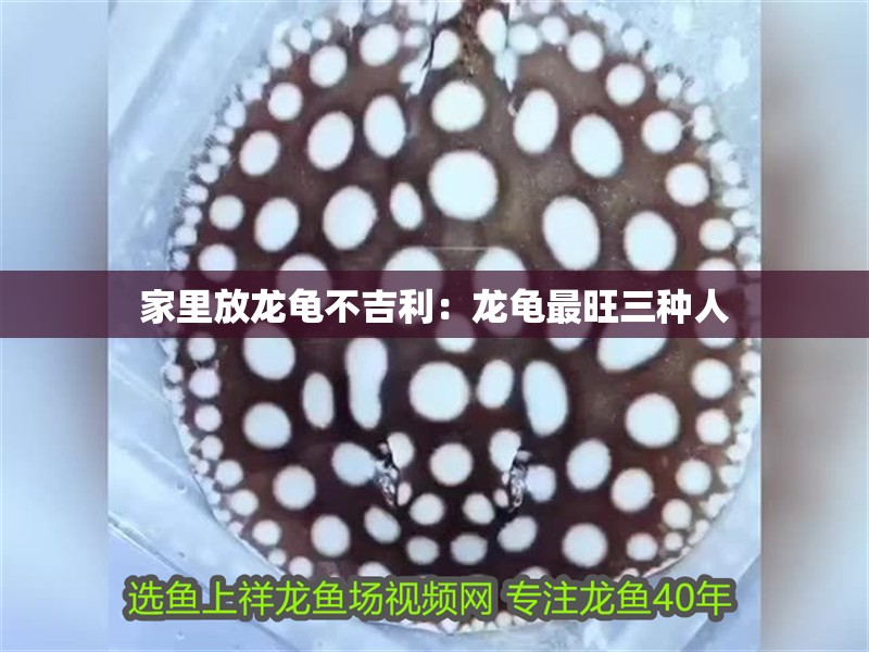 家里放龍龜不吉利:龍龜最旺三種人 龍魚百科 第2張 家里放龍龜不吉利:龍龜最旺三種人 家里放龍龜不吉利:龍龜最旺三種人 龍魚百科 第2張