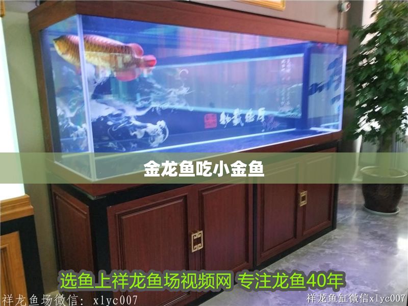 金龍魚吃小金魚