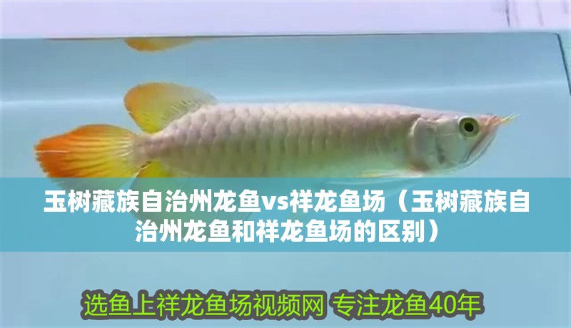 玉樹藏族自治州龍魚vs祥龍魚場（玉樹藏族自治州龍魚和祥龍魚場的區(qū)別）