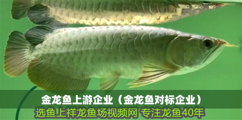 金龍魚上游企業（金龍魚對標企業） 金龍魚上游企業（金龍魚對標企業） 龍魚百科 第1張