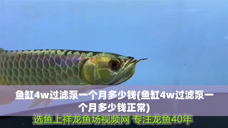 魚(yú)缸4w過(guò)濾泵一個(gè)月多少錢(qián)(魚(yú)缸4w過(guò)濾泵一個(gè)月多少錢(qián)正常)