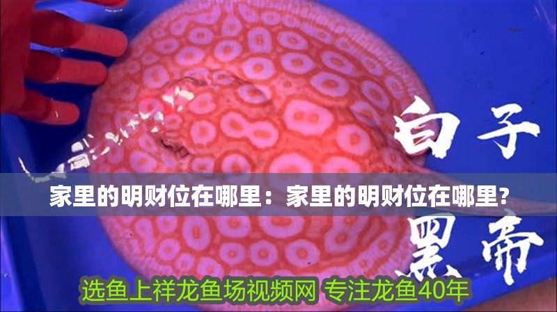 家里的明財位在哪里：家里的明財位在哪里? 家里的明財位在哪里：家里的明財位在哪里? 龍魚百科 第1張