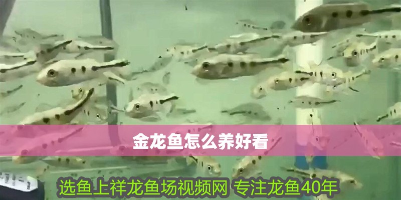 金龍魚怎么養(yǎng)好看 金龍魚怎么養(yǎng)好看 龍魚百科 第2張
