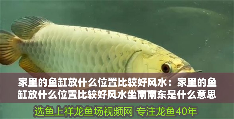 家里的魚缸放什么位置比較好風(fēng)水：家里的魚缸放什么位置比較好風(fēng)水坐南南東是什么意思