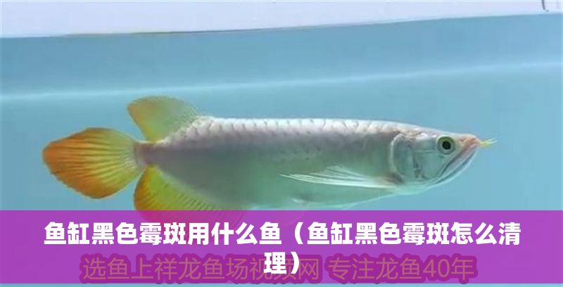 魚缸黑色霉斑用什么魚（魚缸黑色霉斑怎么清理）