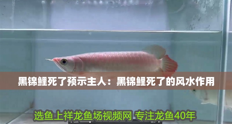 黑錦鯉死了預(yù)示主人：黑錦鯉死了的風(fēng)水作用
