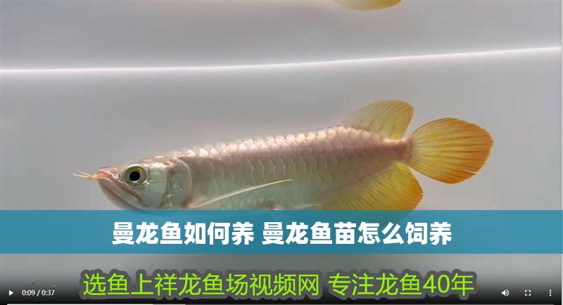 曼龍魚如何養(yǎng) 曼龍魚苗怎么飼養(yǎng)