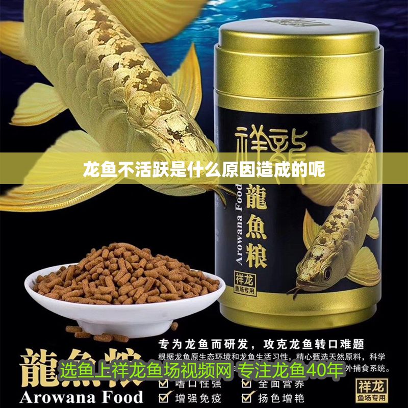 龍魚不活躍是什么原因造成的呢