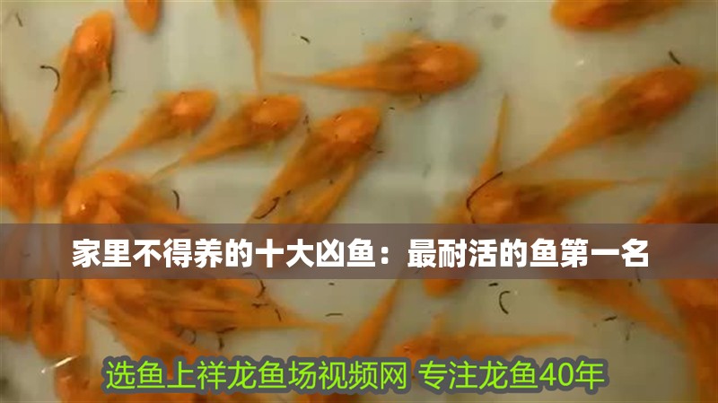 家里不得養的十大兇魚:最耐活的魚第一名 龍魚百科 第1張 家里不得養的十大兇魚:最耐活的魚第一名 家里不得養的十大兇魚:最耐活的魚第一名 龍魚百科 第1張