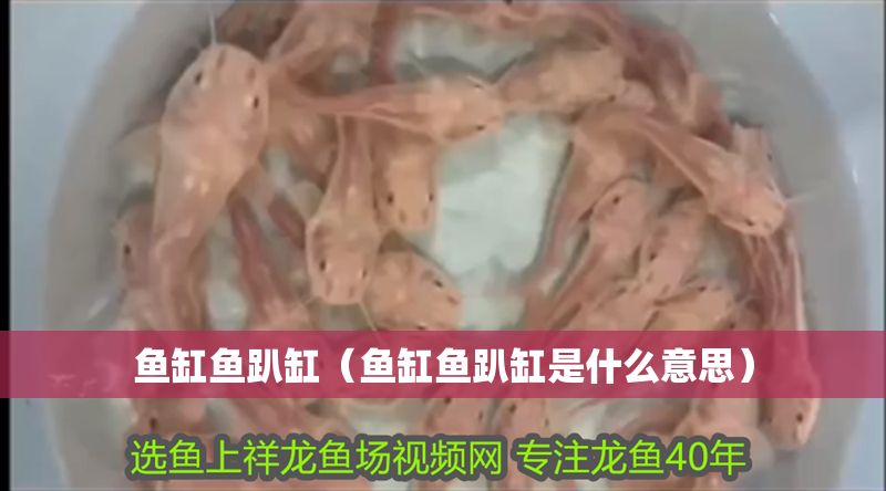 魚缸魚趴缸（魚缸魚趴缸是什么意思）