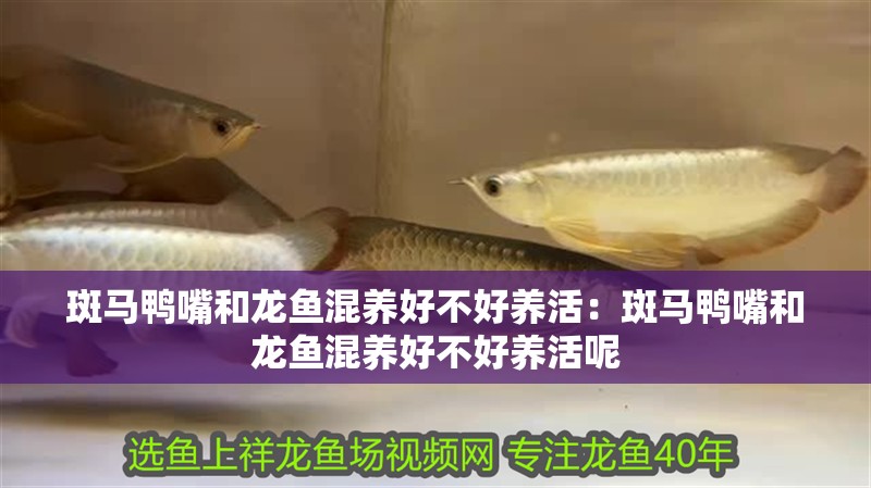 斑馬鴨嘴和龍魚(yú)混養(yǎng)好不好養(yǎng)活：斑馬鴨嘴和龍魚(yú)混養(yǎng)好不好養(yǎng)活呢