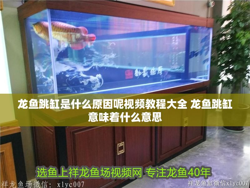 龍魚跳缸是什么原因呢視頻教程大全 龍魚跳缸意味著什么意思 龍魚跳缸是什么原因呢視頻教程大全 龍魚跳缸意味著什么意思 龍魚百科 第1張