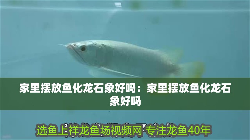 家里擺放魚化龍石象好嗎：家里擺放魚化龍石象好嗎 家里擺放魚化龍石象好嗎：家里擺放魚化龍石象好嗎 龍魚百科 第1張