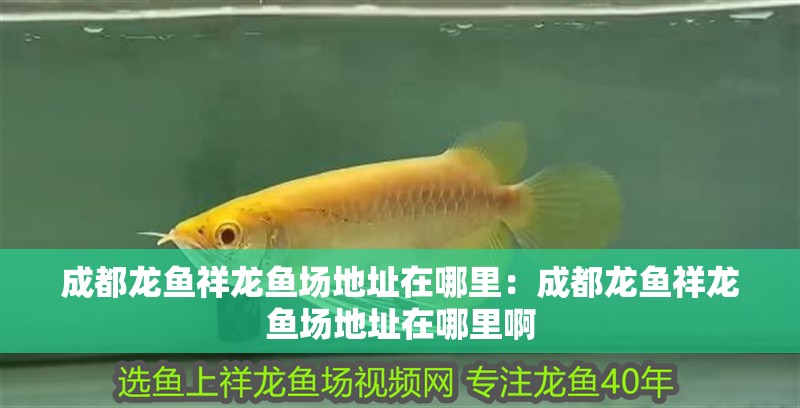 銀龍魚把嘴撞爛了怎么治(銀龍魚嘴撞破了怎么辦)