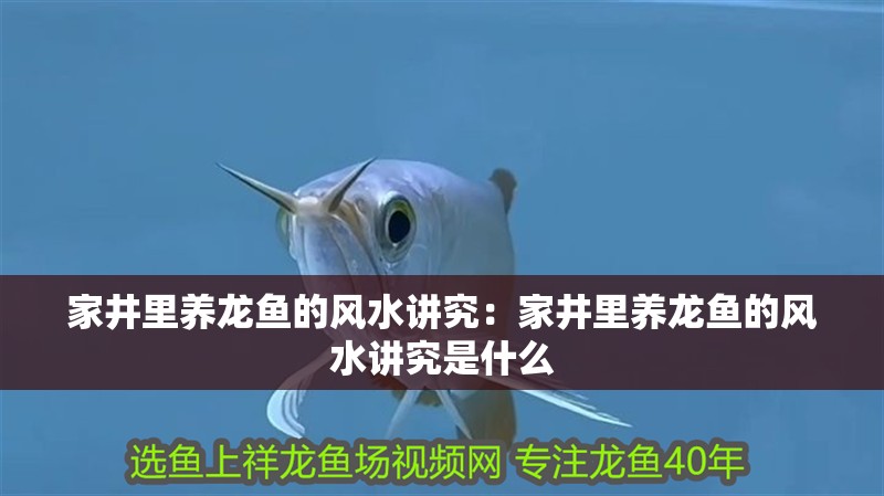 家井里養(yǎng)龍魚的風水講究：家井里養(yǎng)龍魚的風水講究是什么