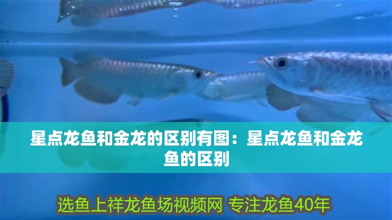 星點龍魚和金龍的區別有圖：星點龍魚和金龍魚的區別