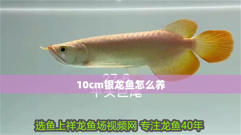 10cm銀龍魚怎么養