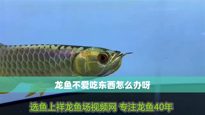 龍魚不愛吃東西怎么辦呀