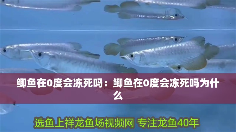 鯽魚在0度會(huì)凍死嗎：鯽魚在0度會(huì)凍死嗎為什么 鯽魚在0度會(huì)凍死嗎：鯽魚在0度會(huì)凍死嗎為什么 龍魚百科 第1張