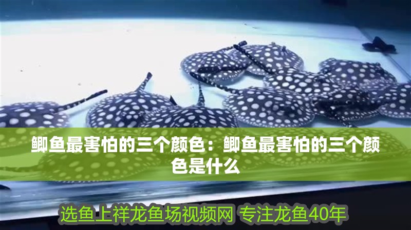 鯽魚最害怕的三個顏色：鯽魚最害怕的三個顏色是什么