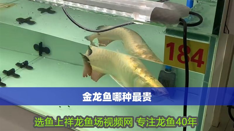 金龍魚(yú)哪種最貴