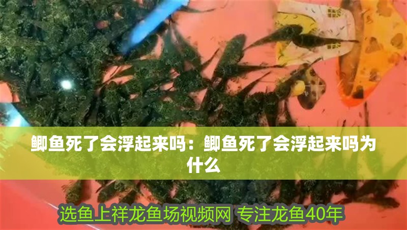 鯽魚死了會浮起來嗎：鯽魚死了會浮起來嗎為什么 鯽魚死了會浮起來嗎：鯽魚死了會浮起來嗎為什么 龍魚百科 第1張