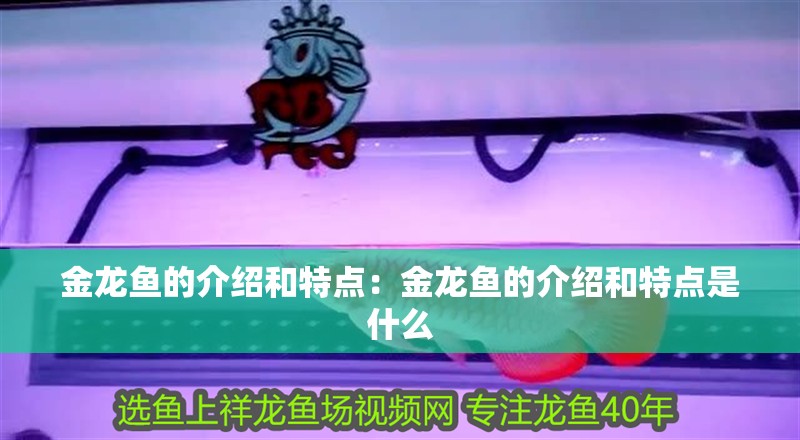 金龍魚的介紹和特點：金龍魚的介紹和特點是什么