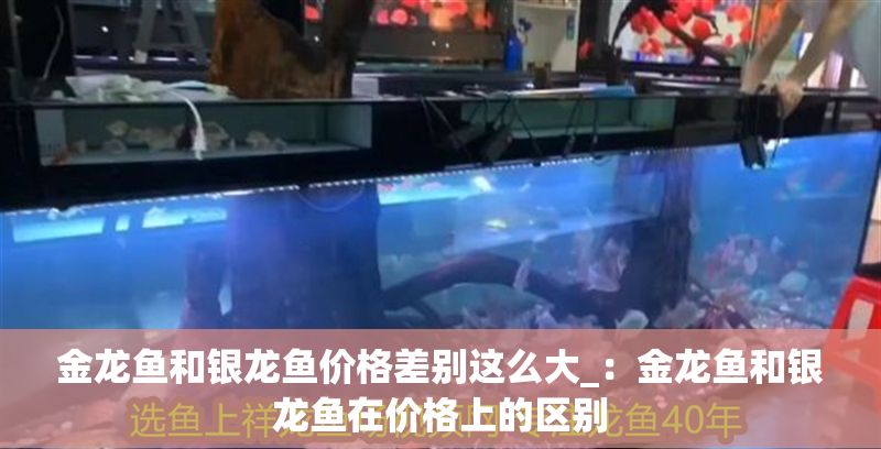 金龍魚和銀龍魚價格差別這么大_：金龍魚和銀龍魚在價格上的區別