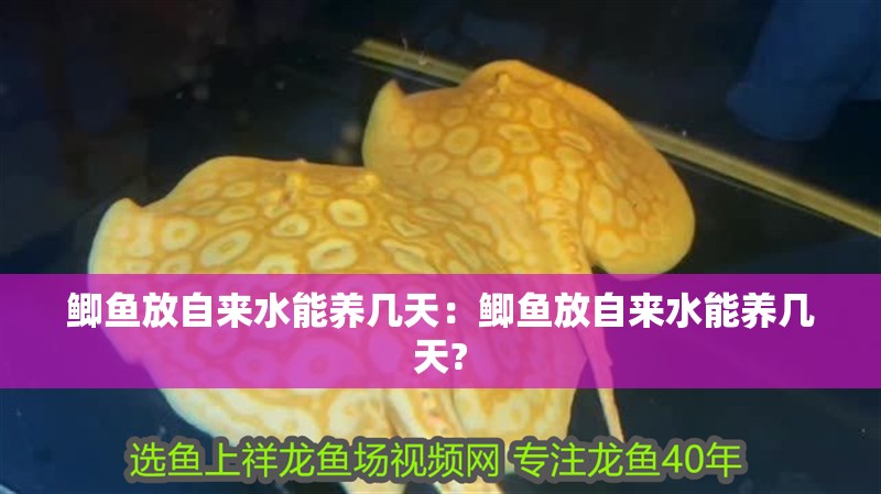 鯽魚放自來水能養幾天：鯽魚放自來水能養幾天?