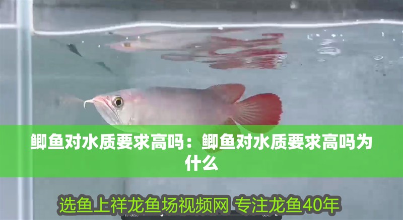 鯽魚對水質要求高嗎：鯽魚對水質要求高嗎為什么 鯽魚對水質要求高嗎：鯽魚對水質要求高嗎為什么 龍魚百科 第2張