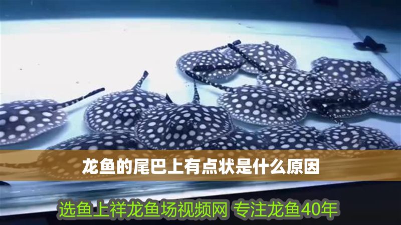 龍魚的尾巴上有點狀是什么原因